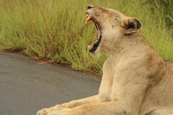 All-inclusive Big 5 Aquila Safari Game Drive Experience. - Photo 1 of 25
